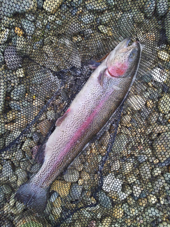 Fished rainbow trout