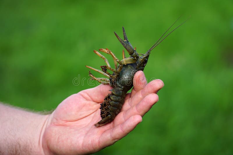 Fisherman caught crayfish and keeps it in his hand