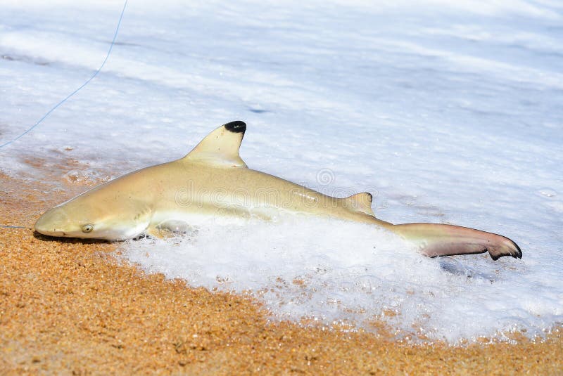Fisherman caught the shark on the beach with white foam wave at the sea. Shark on fishing-rod with beach background Shark and fish