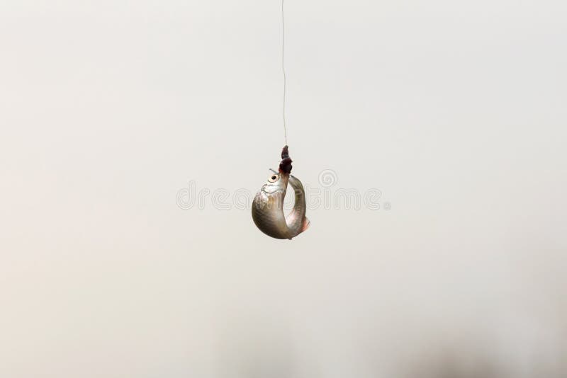 Redfin fish get caught on wire with worms bait , hanging on a fishing line  at Murray river ,Australia. 32327846 Stock Photo at Vecteezy
