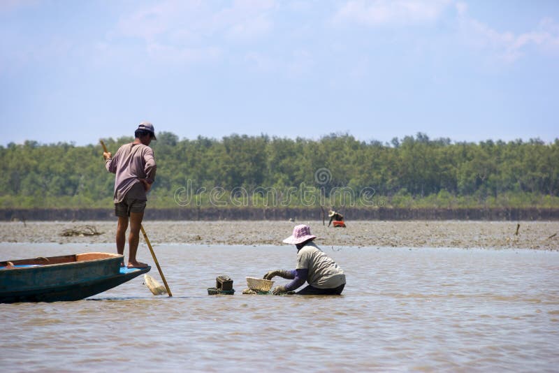 Fisherman Collecting Shells on the Beach Editorial Stock Photo Image