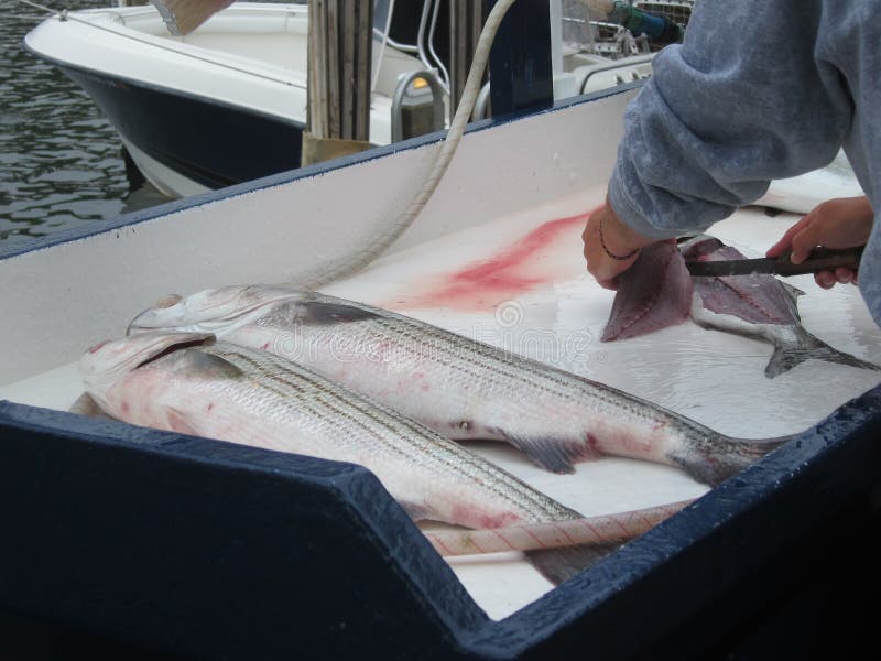 Fisherman filleting striped bass fish