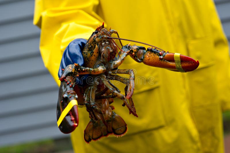 Fisherman and his freshly caught Maine lobster royalty free stock photos