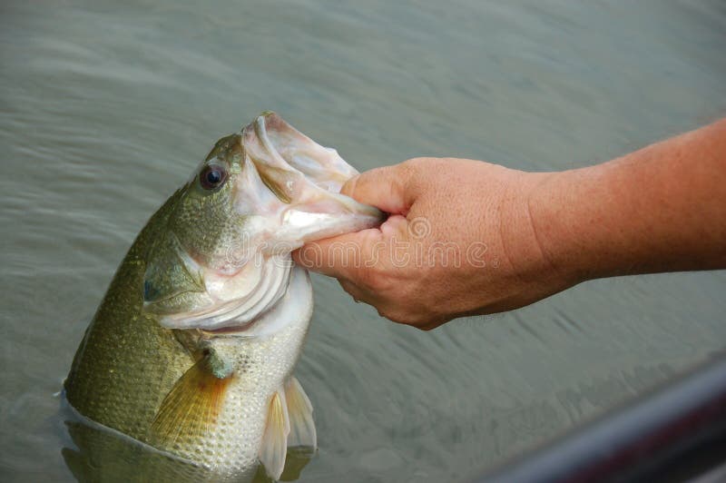 Fisherman holding Bass closeup