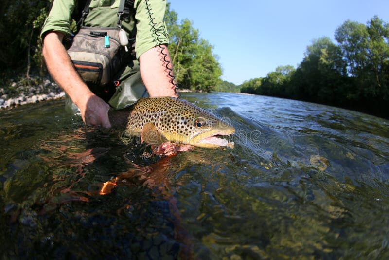 Fisherman Holding Brown Trout Stock Image Image of guide, fishing