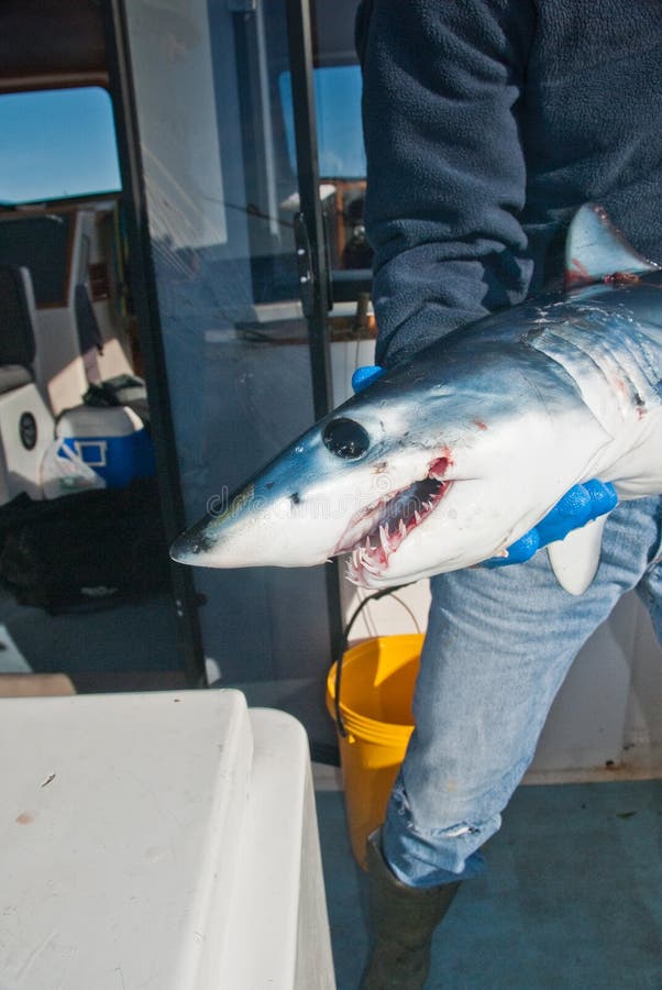 A small mako shark with hugem beautiful eyes being held by a fisherman before being returned to the ocean. A small mako shark with hugem beautiful eyes being held by a fisherman before being returned to the ocean