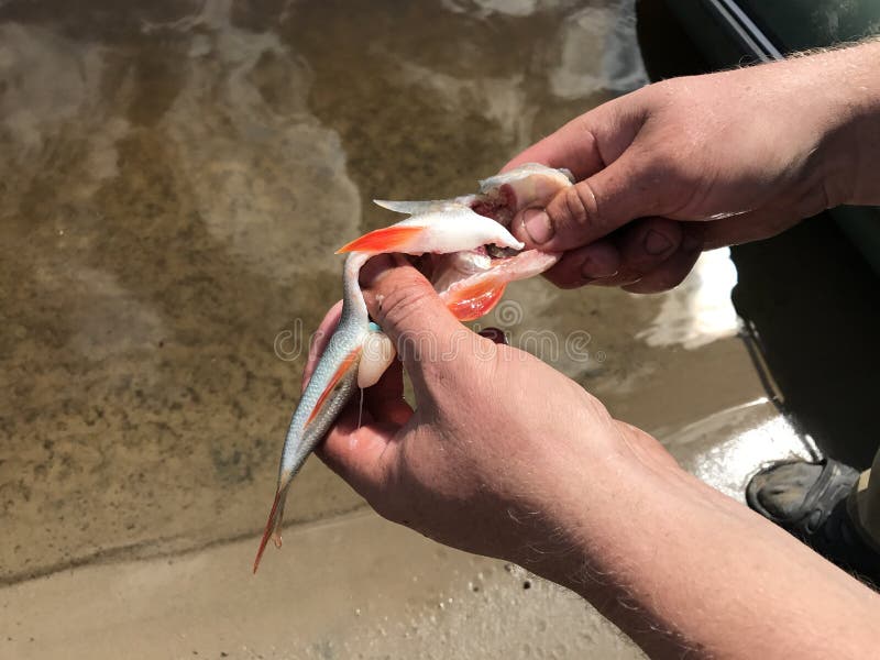 The Fisherman on the River Bank is Cleaning the Fish To Make it. Stock