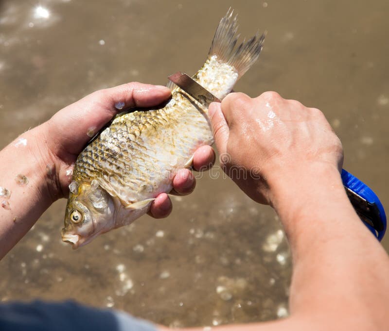 Fisherman To Clean a Fish with a Knife on the River Stock Image Image