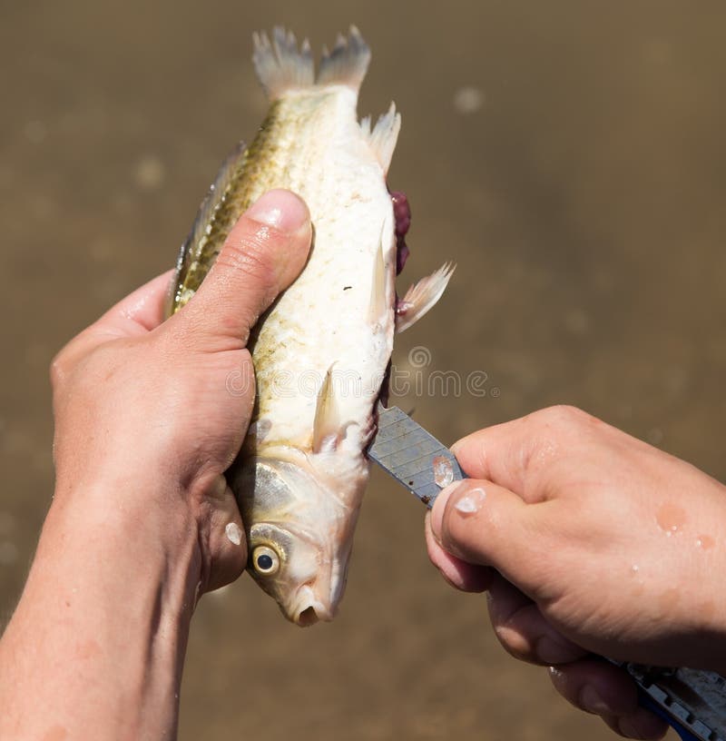 Fisherman To Clean a Fish with a Knife on the River Stock Photo Image