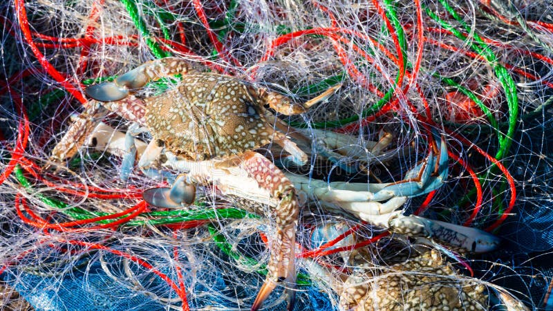 Fishermen catching crab from the sea