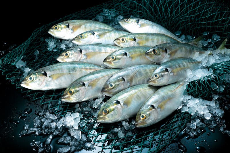 Several after-catch fishes ready to be sold in the market. Food vendor sold stock images, royalty-free photos and pictures