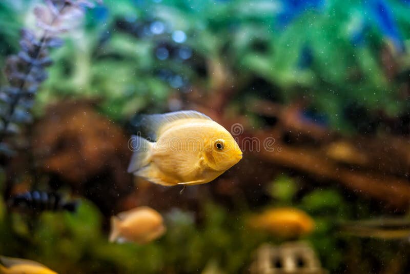 Fishes stock photo Fishes stock photo