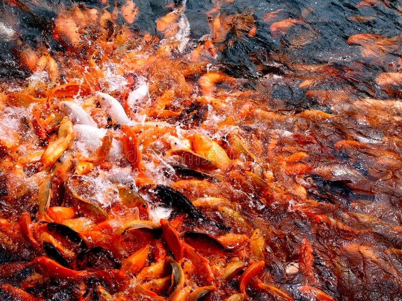 Koi Fish Competition for Food Stock Photo Image of hungry, lake 15687182