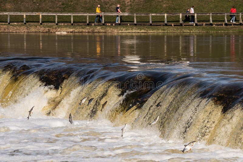 Fishes go for spawning upstream. Vimba jumps over waterfall on the Venta River. Kuldiga, Latvia stock photography