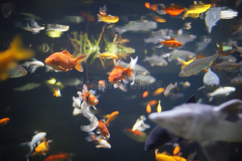 Fishes and goldfishes in paris aquarium