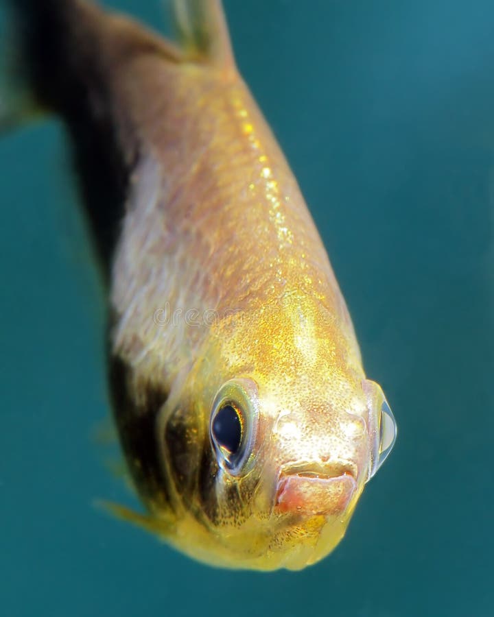 Closeup on the Eye of a Yellow Fish Stock Image Image of fish
