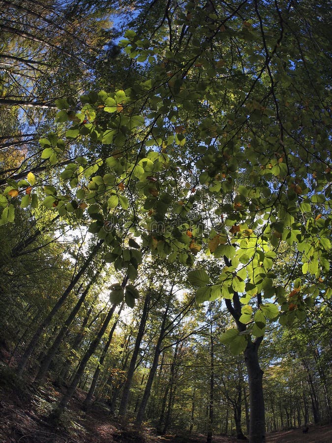 Fisheye forest landscape