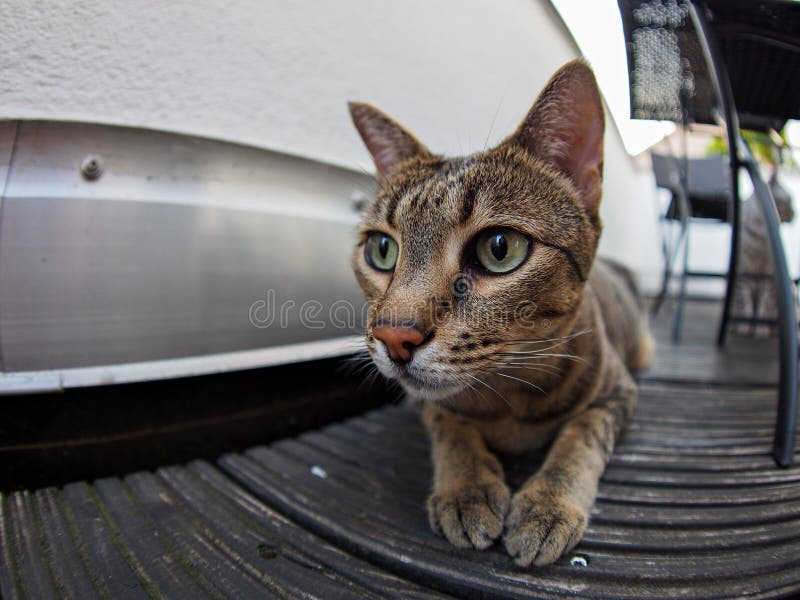 Funny Fisheye Business Cat Stock Photo - Download Image Now - Domestic Cat,  Fish-Eye Lens, Animal - iStock