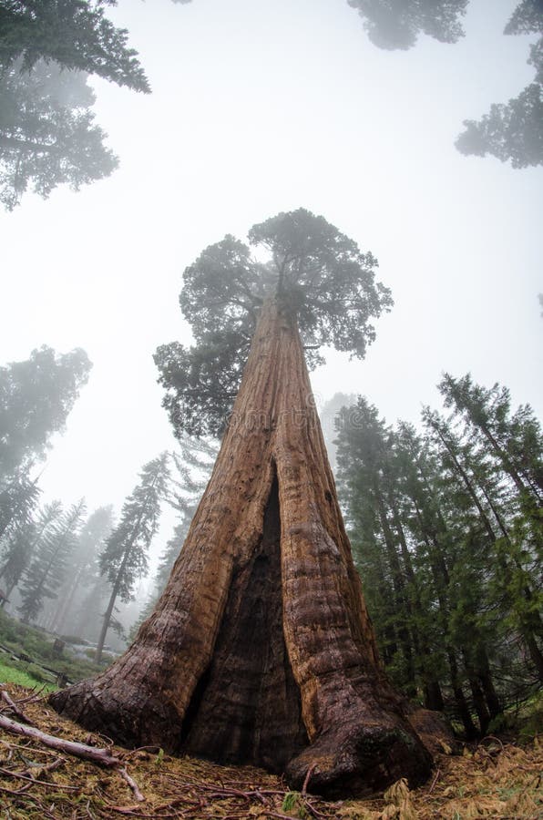 Fisheyemening - reuzesequoiaboom in Sequoia Nationaal Park stock fotografie Fisheyemening - reuzesequoiaboom in Sequoia Nationaal Park stock fotografie
