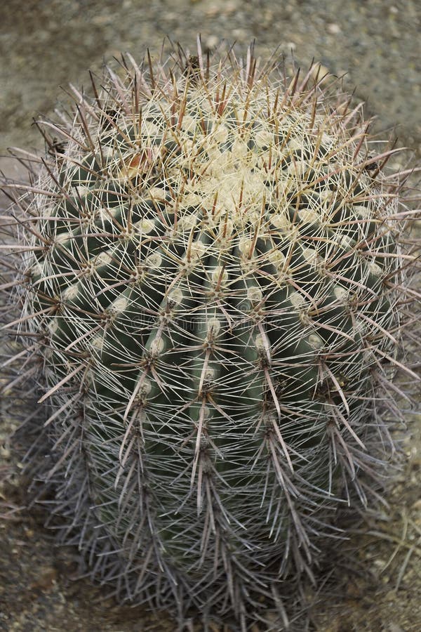 327 Fishhook Barrel Cactus Stock Photos - Free & Royalty-Free Stock Photos  from Dreamstime