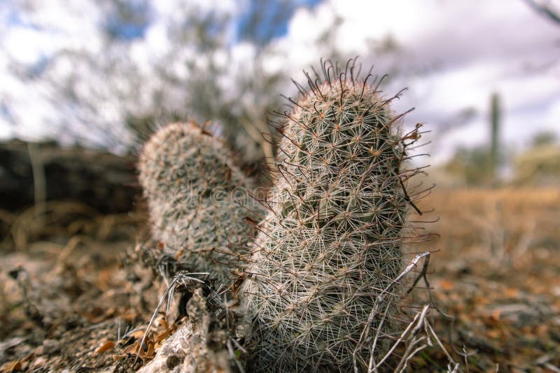 399 Fishhook Cactus Stock Photos - Free & Royalty-Free Stock Photos from  Dreamstime