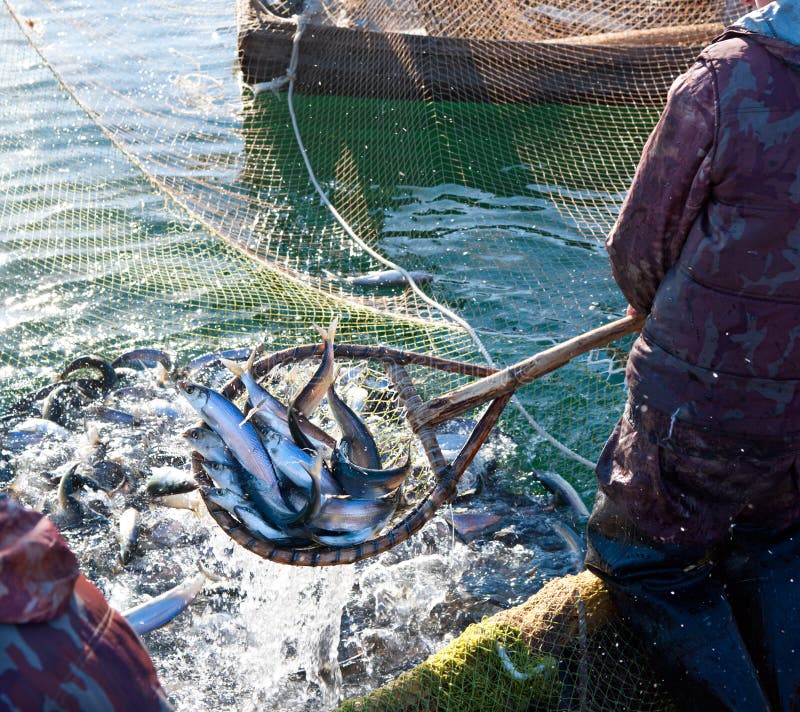 A fisherman scoops up fish from a net. A fisherman scoops up fish from a net