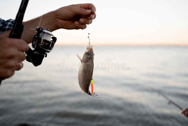527 Man Holding Small Fish Stock Photos - Free & Royalty-Free