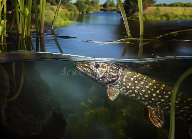 Fishing background. Wild underwater predator. Pike fish. Fishing background. Wild underwater predator. Pike fish.