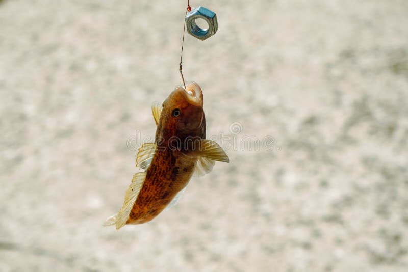 Fishing in Baltic sea, Latvia. Freshwater bullhead fish or round goby fish known as Neogobius melanostomus.