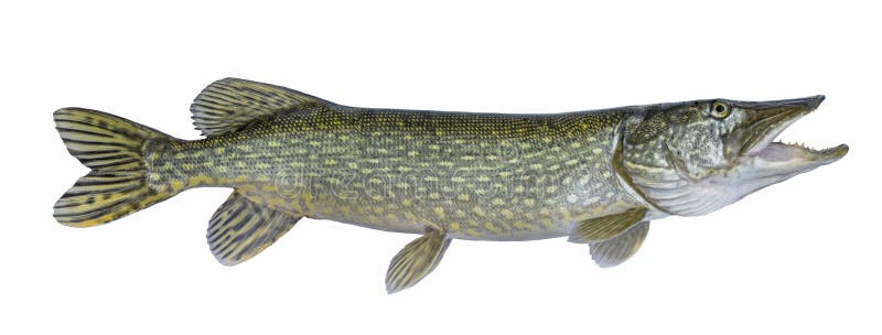 Fishing. Big live pike fish isolated on white background