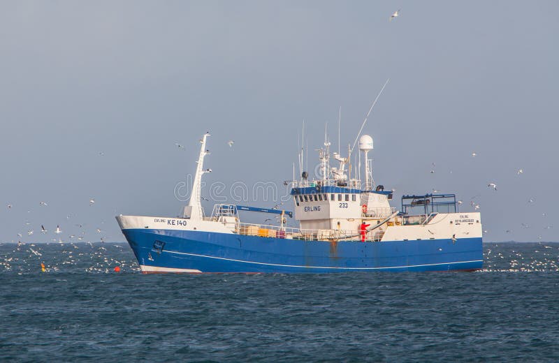 Icelandic fishing boat Erling KE-140 catches Atlantic cod in net.