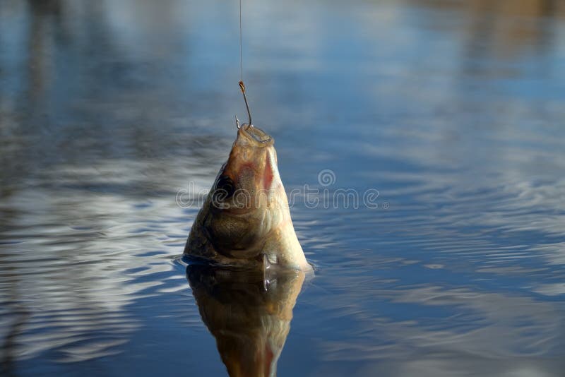 Fishing for Carp on a Cork Float Rod Stock Photo - Image of hold