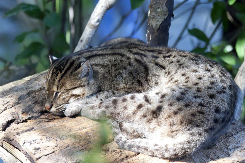 Fishing Cat. A fishing cat sleeps on a platform in its enclosure in a natural zoo habitat. Medium sized cat native to several countries in Asia royalty free stock photos Fishing Cat. A fishing cat sleeps on a platform in its enclosure in a natural zoo habitat. Medium sized cat native to several countries in Asia royalty free stock photos