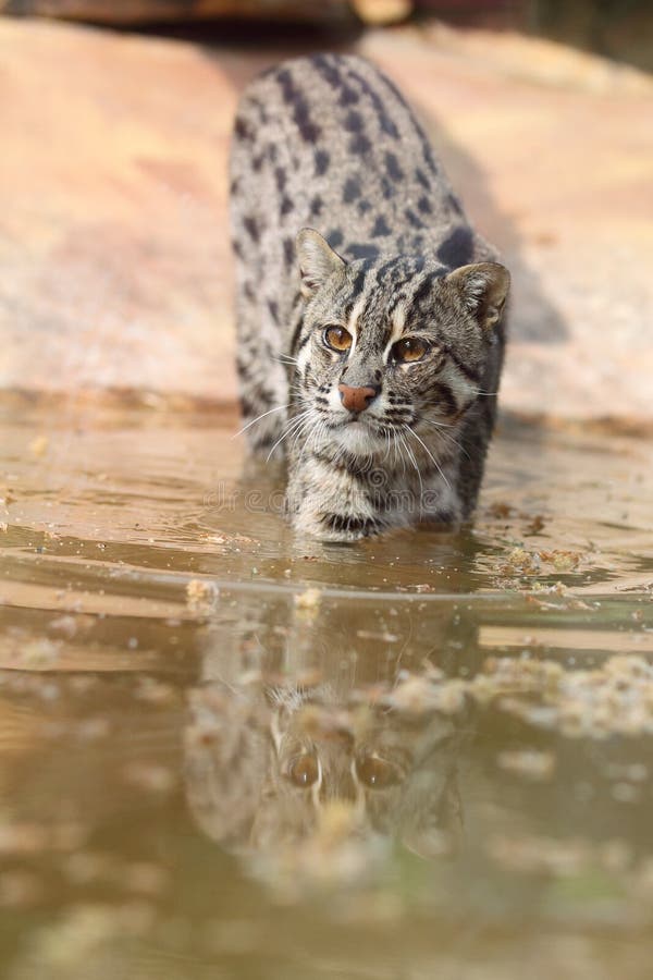 Fishing cat