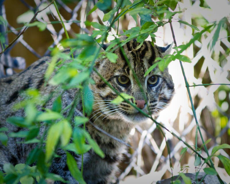 Fishing Cat stock photo. Image of wildlife, wild, nature 22916090