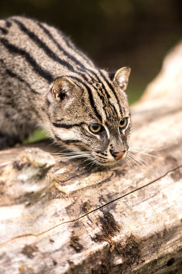 Fishing Cat stock image. Image of species, wild, mammal 28018697