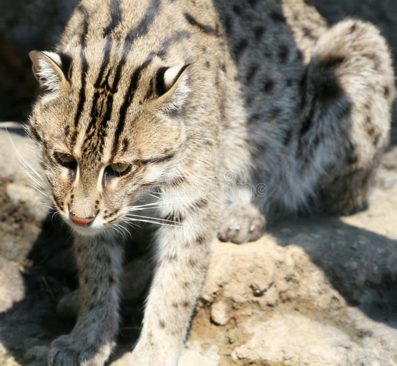 Fishing Cat. Unique image of the fishing cat (Prionailurus viverrinus) that lives in Asia and preys on fish stock image Fishing Cat. Unique image of the fishing cat (Prionailurus viverrinus) that lives in Asia and preys on fish stock image