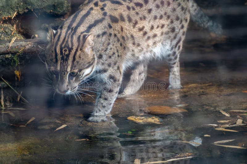A Fishing Cat Hunting for Fish Stock Photo Image of lifestyle