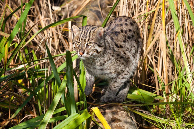Fishing Cat Hunting in Long Grass