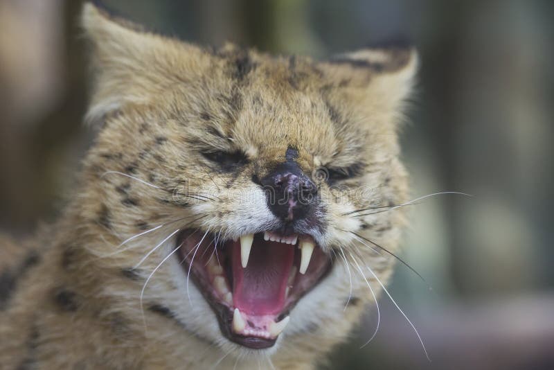The fishing cat stock image. Image of environment, habitat 35352801