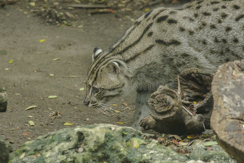Fishing cat walking on the floor. Classified as a mammal Small tiger Having a short and rough body hair with gray color With dark brown spots in parallel stock photo Fishing cat walking on the floor. Classified as a mammal Small tiger Having a short and rough body hair with gray color With dark brown spots in parallel stock photo