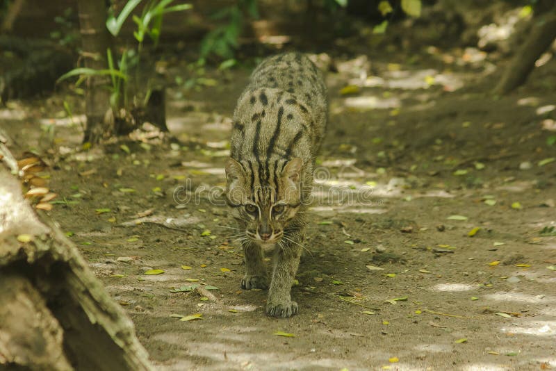 Fishing cat walking on the floor. Classified as a mammal Small tiger Having a short and rough body hair with gray color With dark brown spots in parallel royalty free stock images Fishing cat walking on the floor. Classified as a mammal Small tiger Having a short and rough body hair with gray color With dark brown spots in parallel royalty free stock images