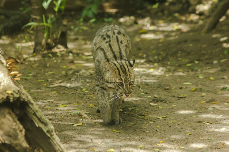 Fishing cat walking on the floor. Classified as a mammal Small tiger Having a short and rough body hair with gray color With dark brown spots in parallel stock photography Fishing cat walking on the floor. Classified as a mammal Small tiger Having a short and rough body hair with gray color With dark brown spots in parallel stock photography