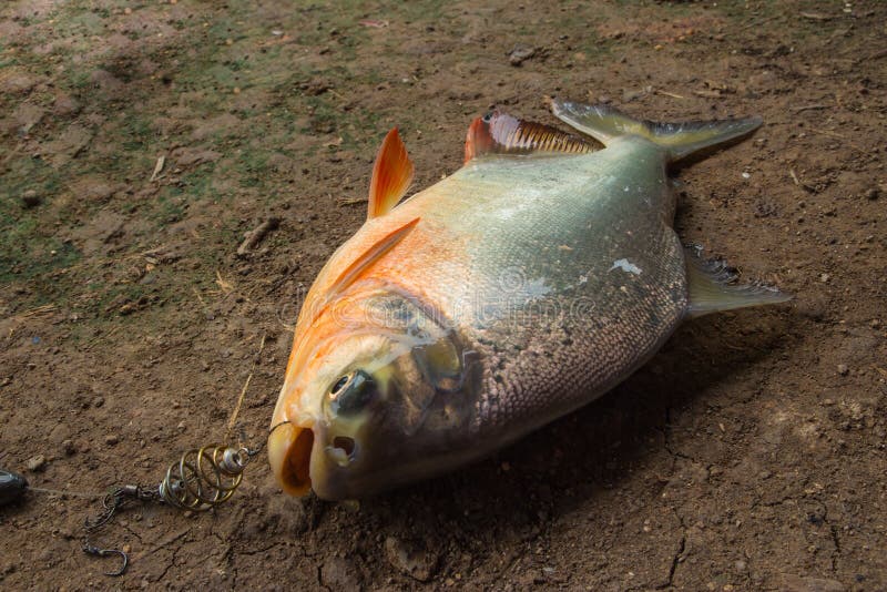 Fishing catch of fish stock image. Image of hobby, meal 36680689