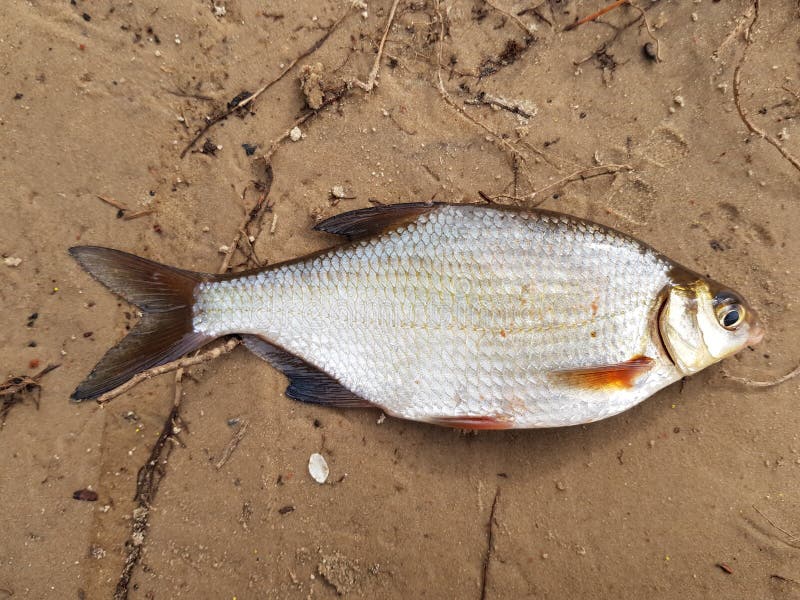 Fishing catch. River fish Blicca bjoerkna.Top view