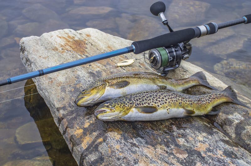 Fishing. Caught Brown Trout Fish and Spinning Tackle on River Stone Stock  Image - Image of lake, reel: 126139145