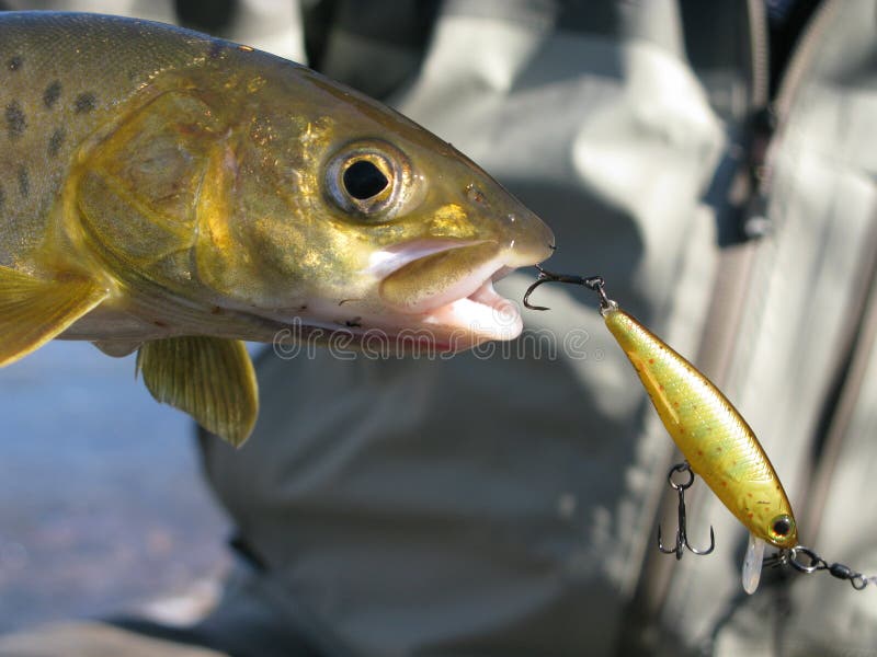 https://thumbs.dreamstime.com/b/fishing-fisherman-catched-big-trout-siberian-river-32254442.jpg