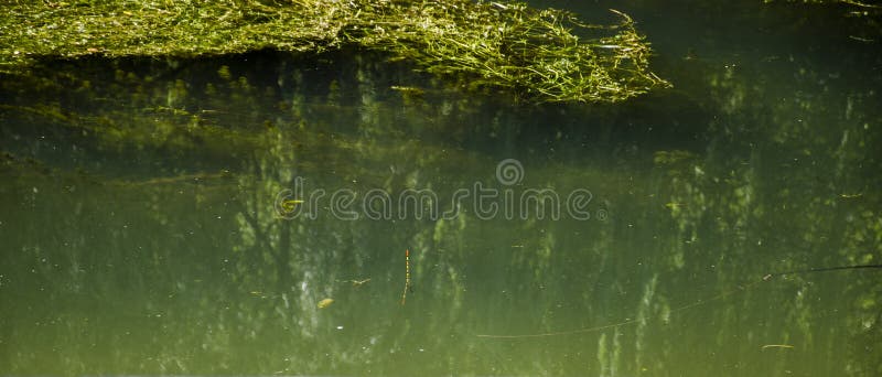 Fishing with a Hook and Line Stock Photo Image of fish, river 99856496