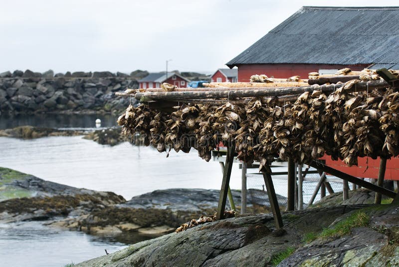 Fishing industry in Norway stock image. Image of rorbuer 6983073
