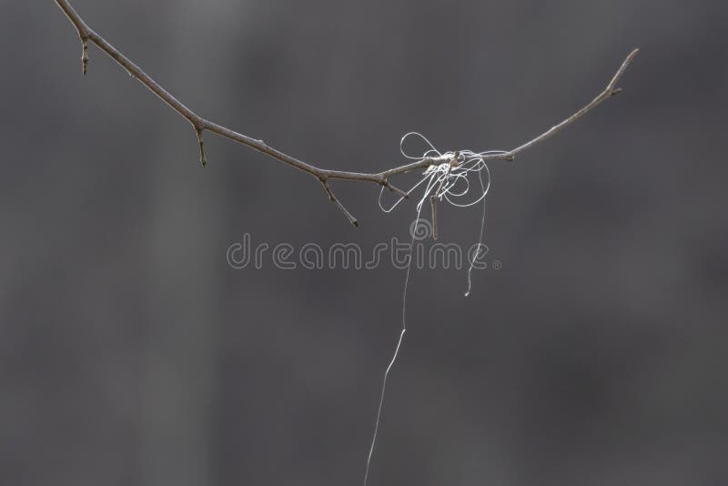 Fishing Line on a Tree Limb Stock Image Image of deadly, left 169899177
